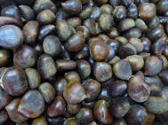 Salvatores Kastanien 