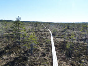 Holzpiste durchs Moor
