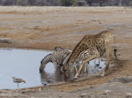 Durstl&ouml;scher Wasserloch
