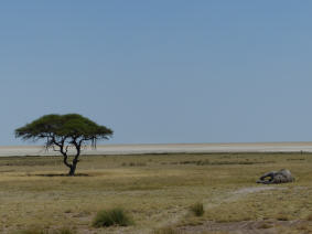 Toter Elefant beim Wasserloch