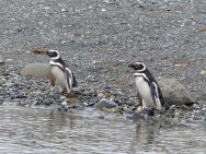 Die Magellan-Pinguine