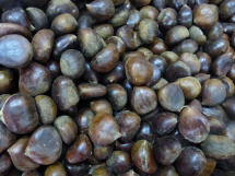 Salvatores Kastanien 