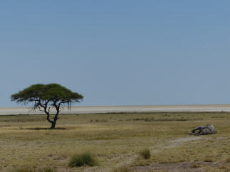 Toter Elefant beim Wasserloch