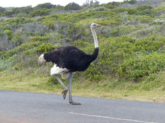 Stra&szlig;enbekanntschaften