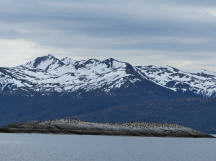 Insel der Kormorane 
