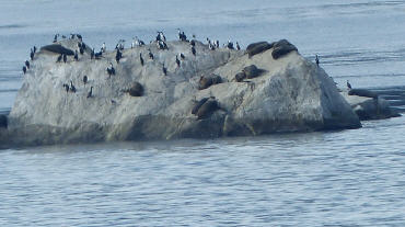 Kormorane und Seel&ouml;wen