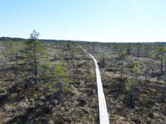 Holzpiste durchs Moor