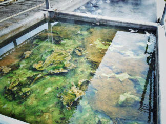 Mikroorganismen f&auml;rben Fango-Schlamm