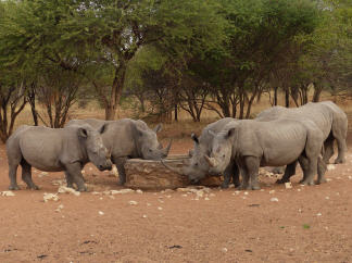Breitmaul-Nash&ouml;rner unter sich
